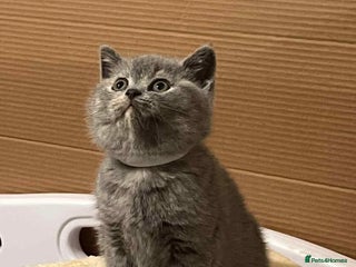 British Shorthair cats - Advert 34