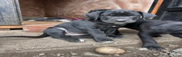 Cane Corso dogs for sale: Cane corso puppies  - Advert 4