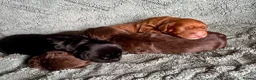 Cocker Spaniel dogs for sale: KC working cocker puppies 🖤girl & ❤️boy left - Advert 5