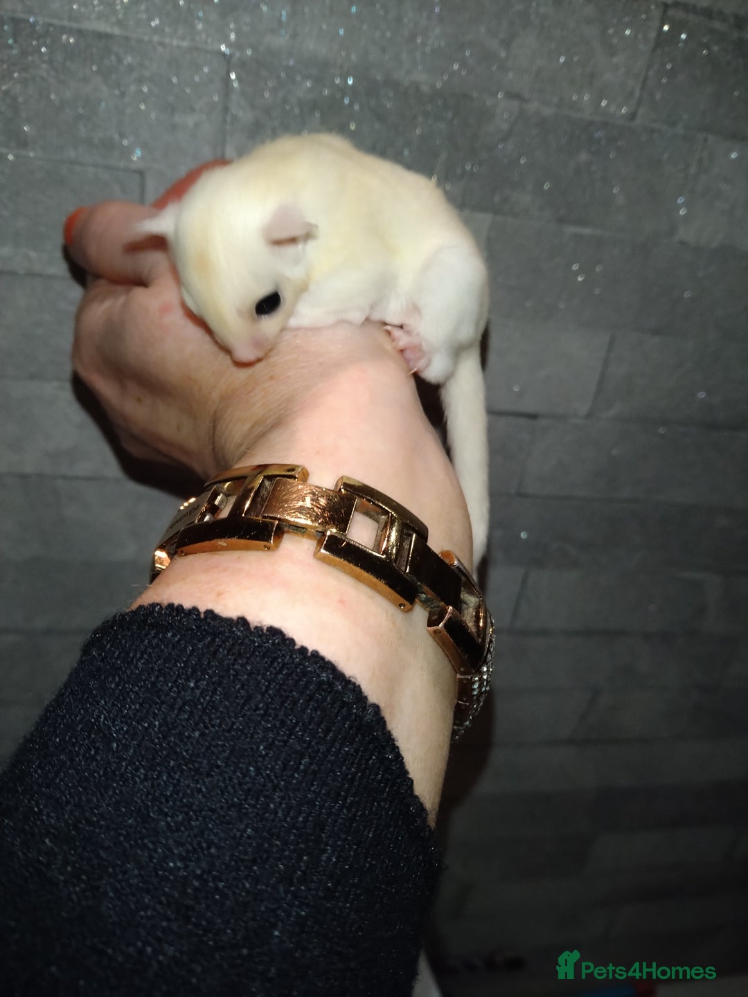 Sugar Glider rodents for sale: Stunning baby sugar glider  - Advert 5