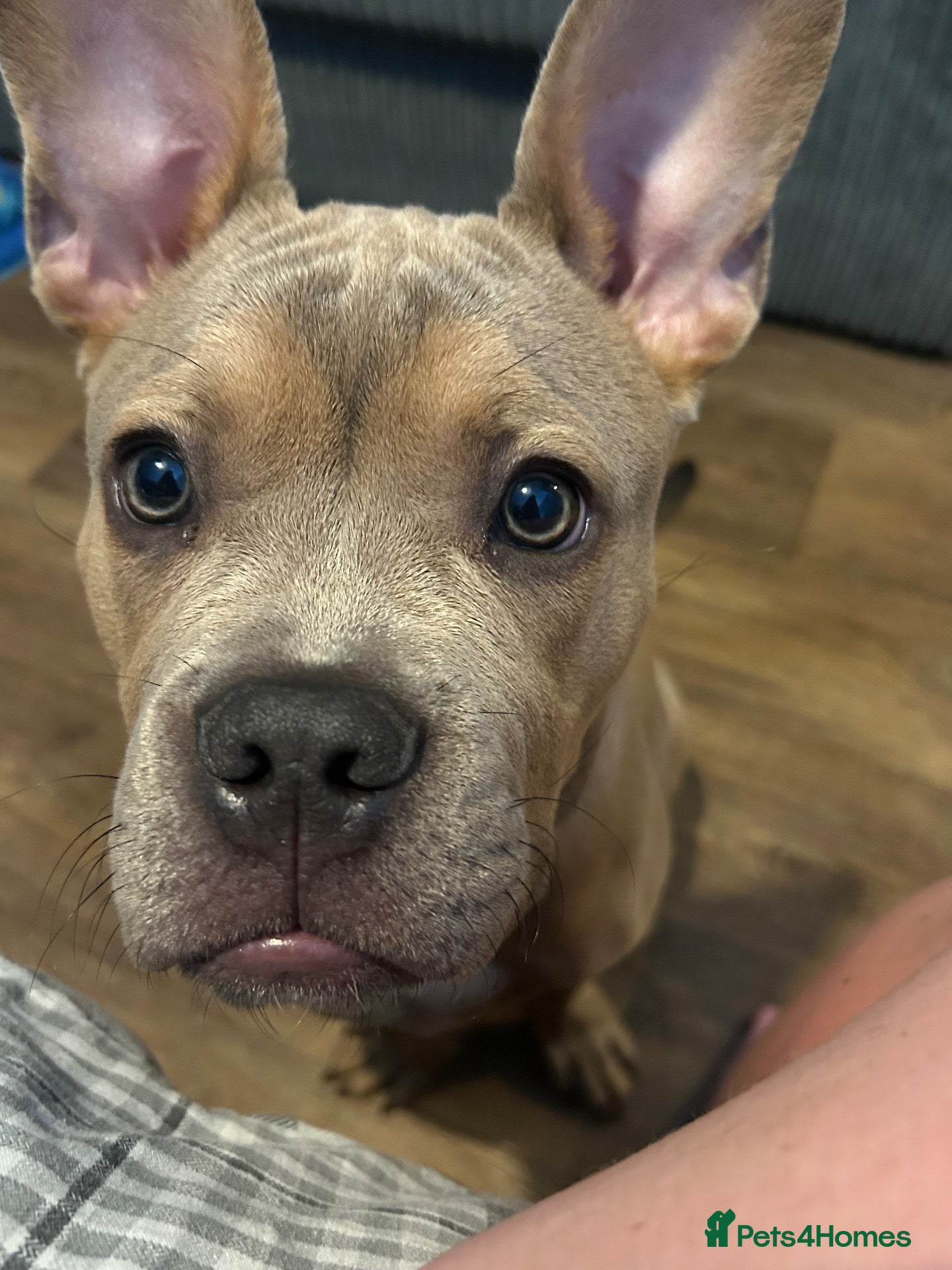 Mixed Breed dogs 6 month old puppy for sale - Advert 1