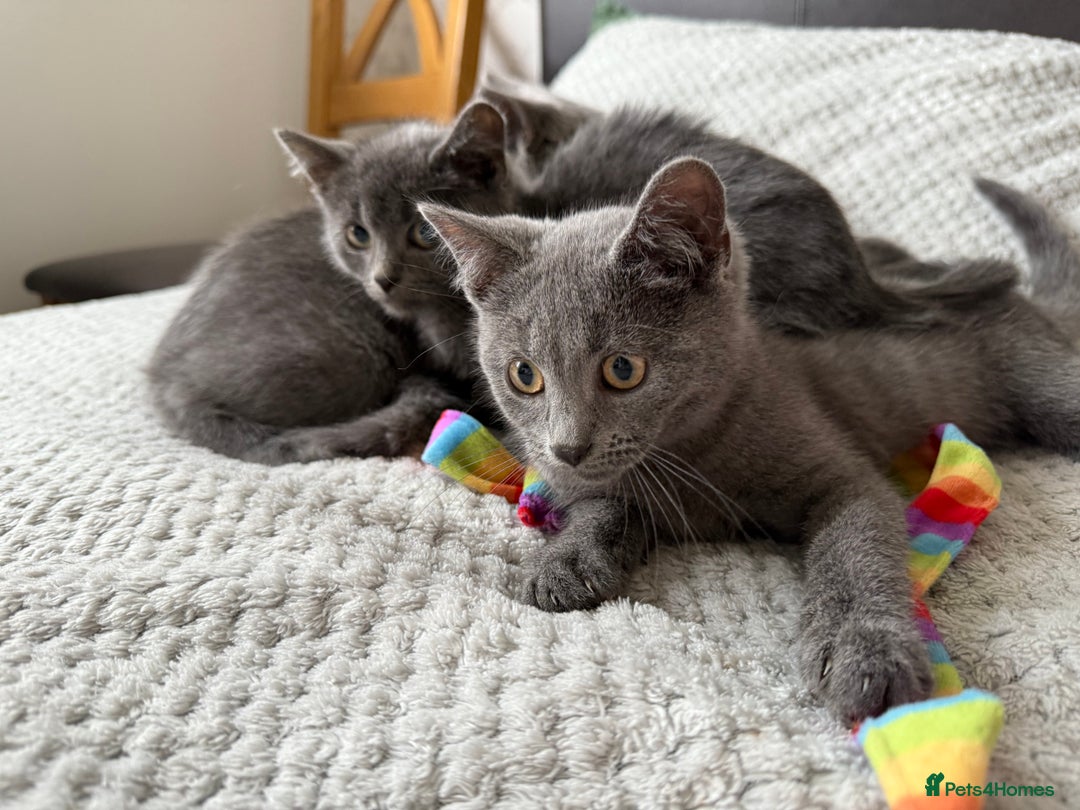 Russian Blue cats for sale: Russian Blue Kittens - Image 13