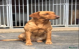 Labrador Retriever dogs for sale: Extensively health tested, kc Labradors puppies - Image 10