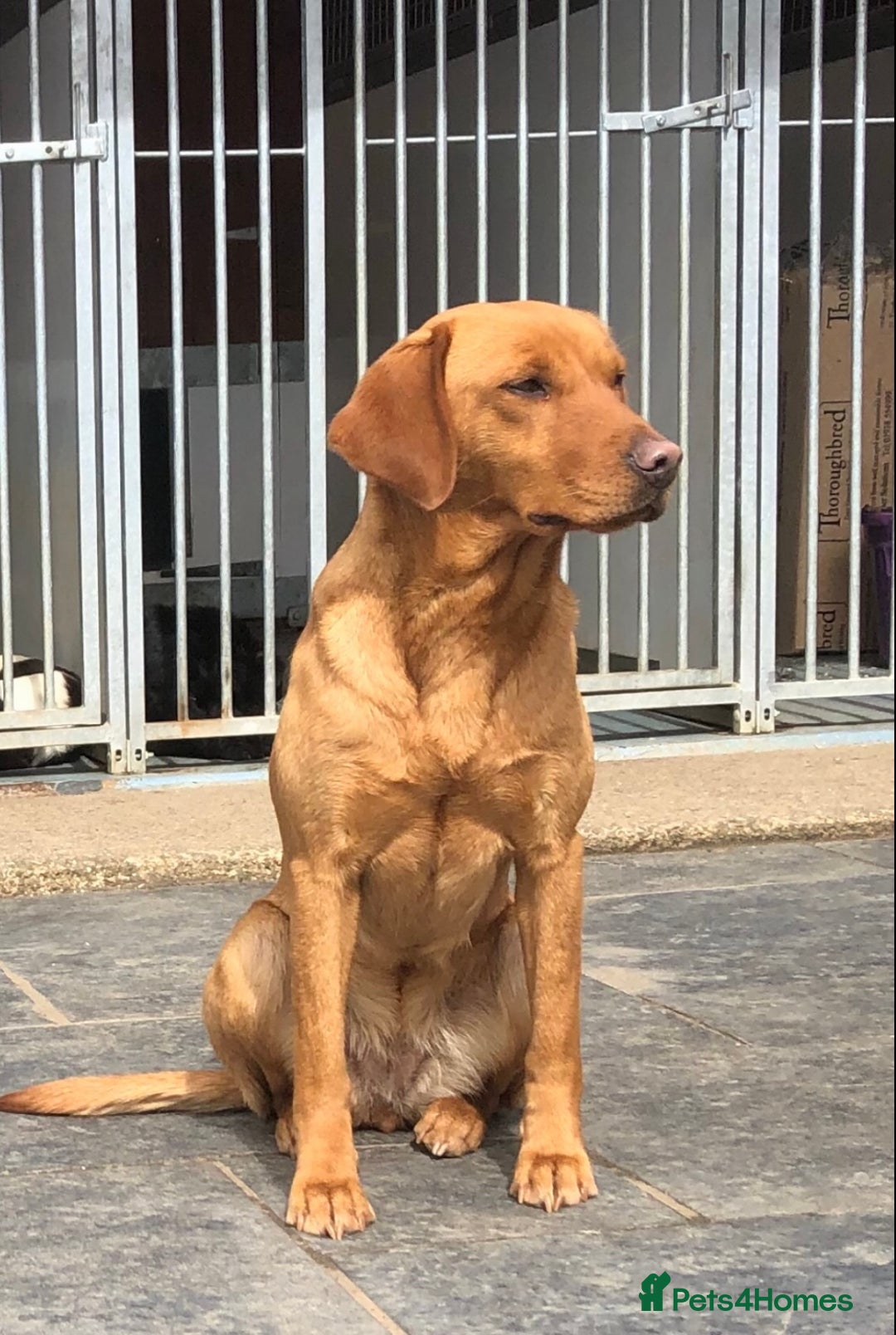 Labrador Retriever dogs for sale: Extensively health tested, kc Labradors puppies - Image 10