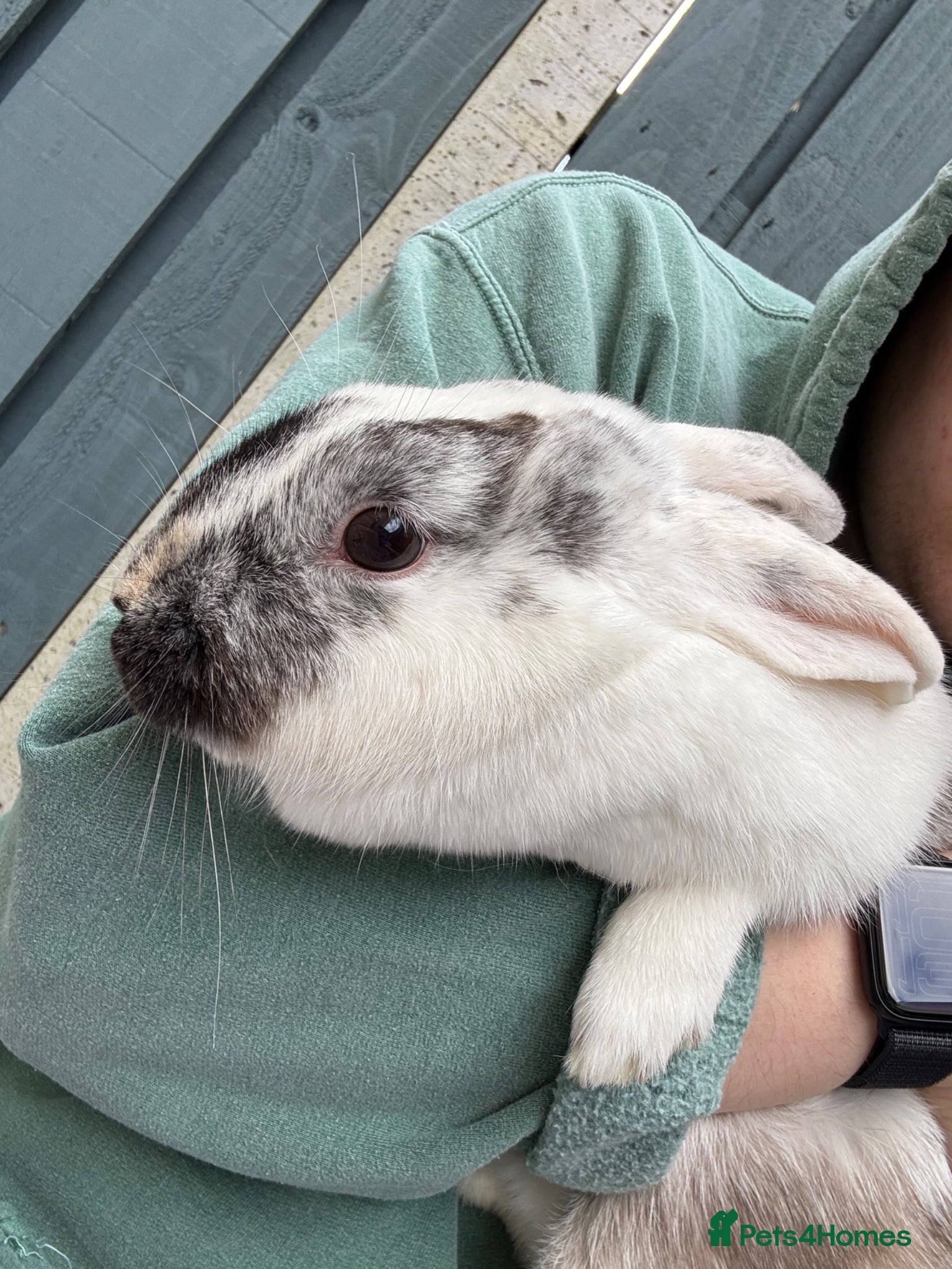 English Lop rabbits Lop Rabbit for Sale - Advert 1