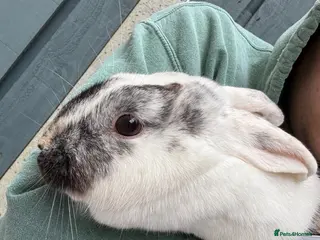 English Lop rabbits Lop Rabbit for Sale - Advert 6