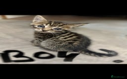 Mixed Breed cats for sale: 7 Gorgeous mixed kittens - Image 22