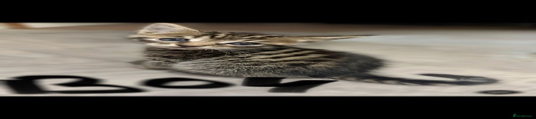 Mixed Breed Kitten 1