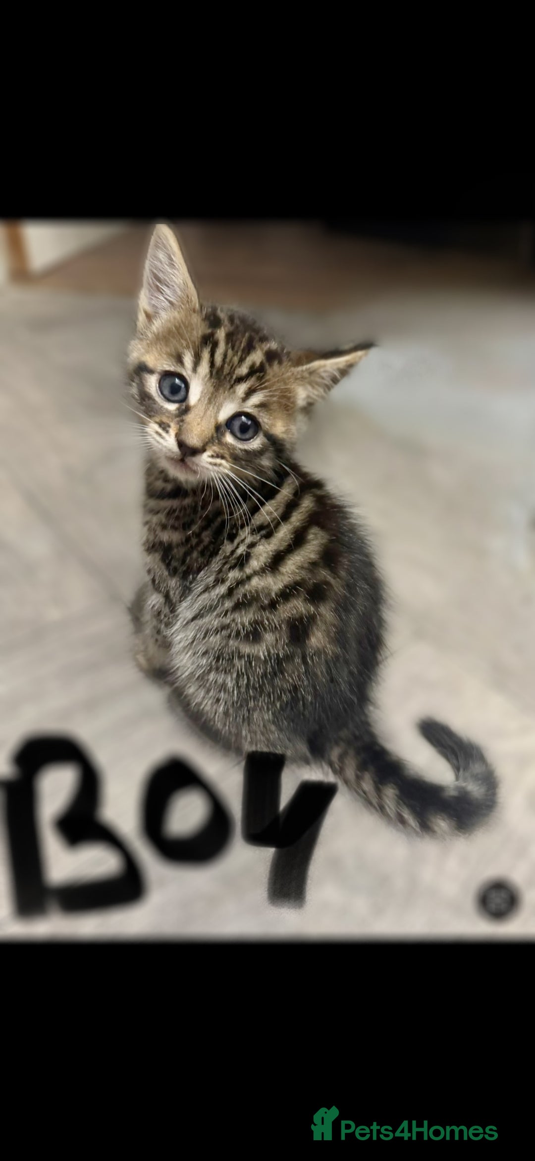 Mixed Breed cats for sale: 7 Gorgeous mixed kittens - Image 22