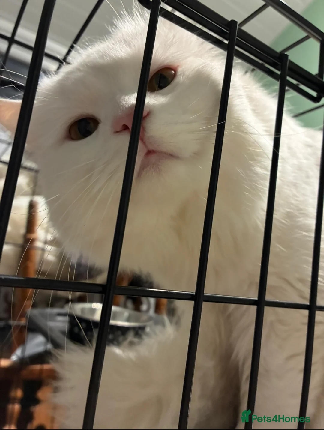 Mixed Breed cats for sale: Pair of bonded male cats 1.5yrs - Advert 4