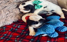 Cocker Spaniel dogs for sale: KC Show cocker spaniel pups chocolate Sable Roan   - Image 23