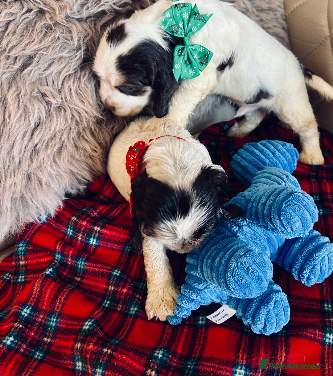 Cocker Spaniel dogs for sale: KC Show cocker spaniel pups chocolate Sable Roan   - Image 23