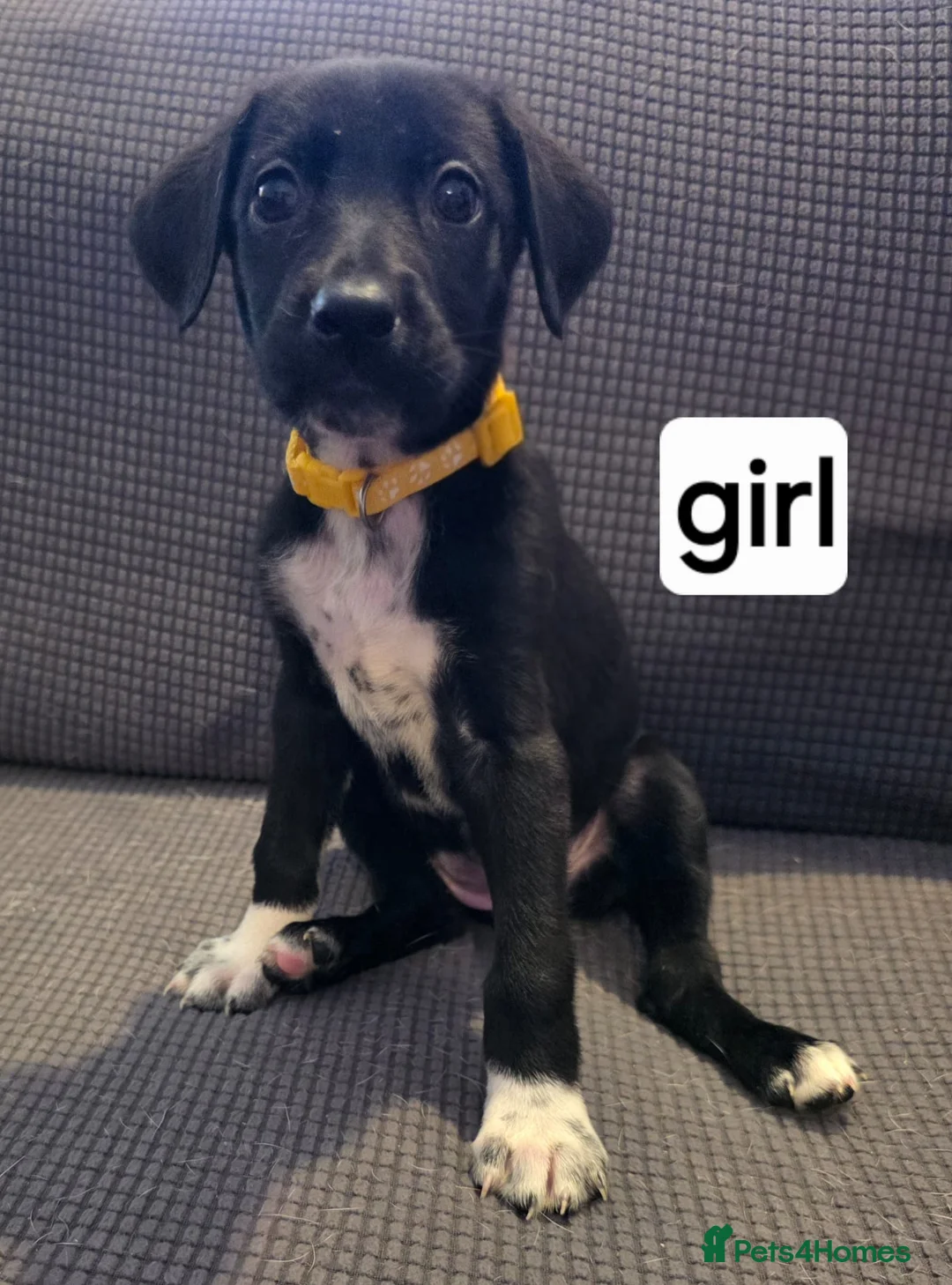 Mixed Breed dogs for sale: Belgian malinois x dalmation puppies - Advert 5