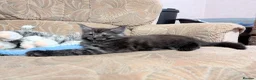 Maine Coon cats for sale: 🐾 GCCF Registered Maine Coon Kitten 🐾 - Advert 7