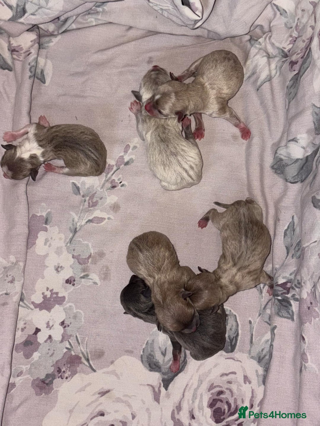 Chihuahua dogs for sale: Apple head chihuahua puppys - Image 10