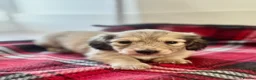 Miniature Dachshund dogs for sale: Long Haired Cream/Shaded Cream KC Mini Dachshunds  - Advert 23