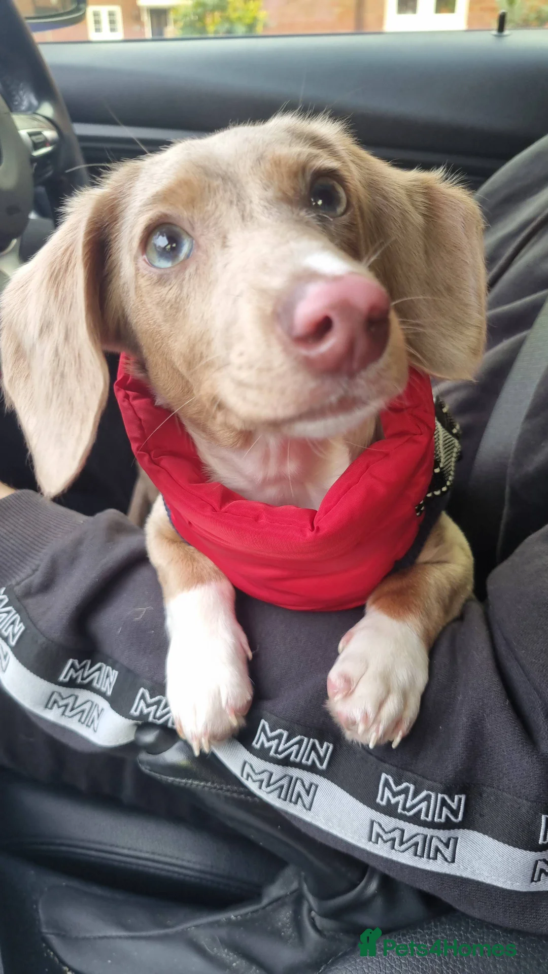 Miniature Dachshund dogs for sale: Mini Dacshund 🌭💕 - Advert 11