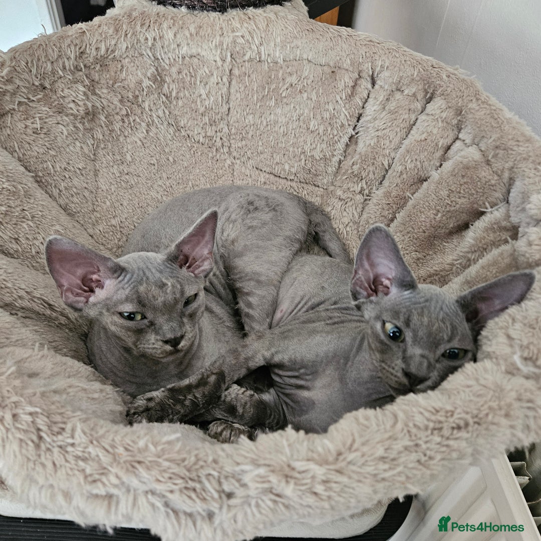 Devon Rex cats for sale: Two Liliac boys available in Manchester - Image 9
