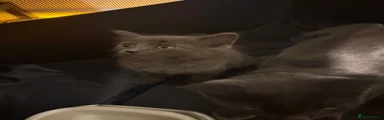 Korat 3