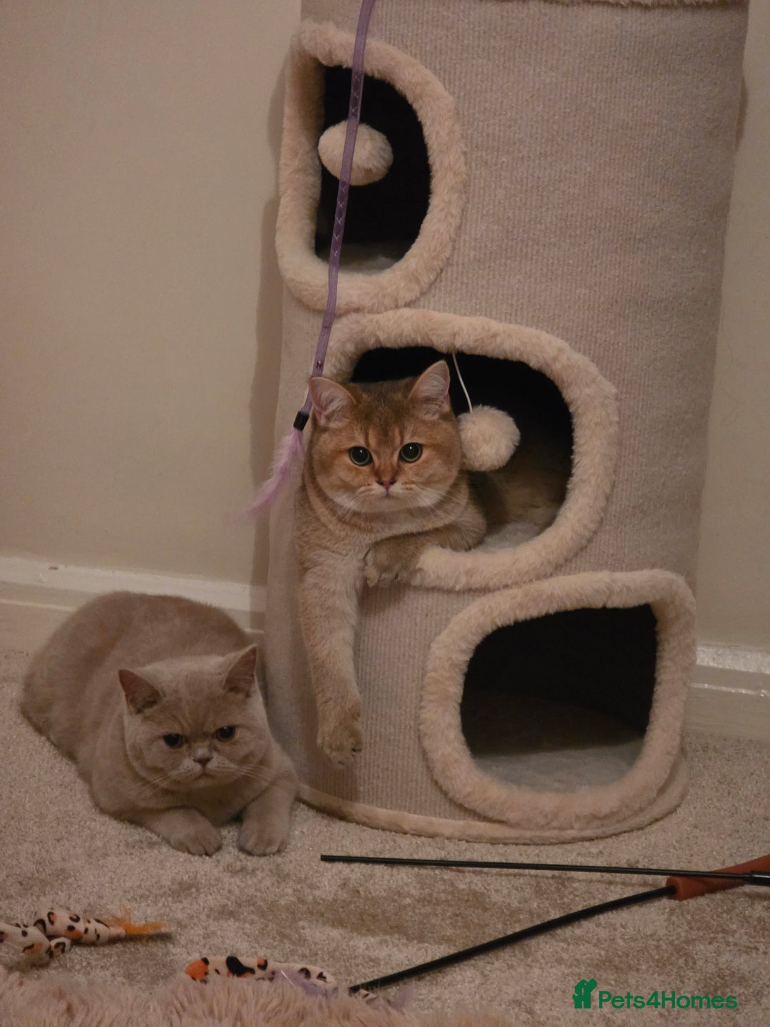 British Shorthair cats for sale: British Shorthair Pair for Sale – Pixey & Simba - Advert 8