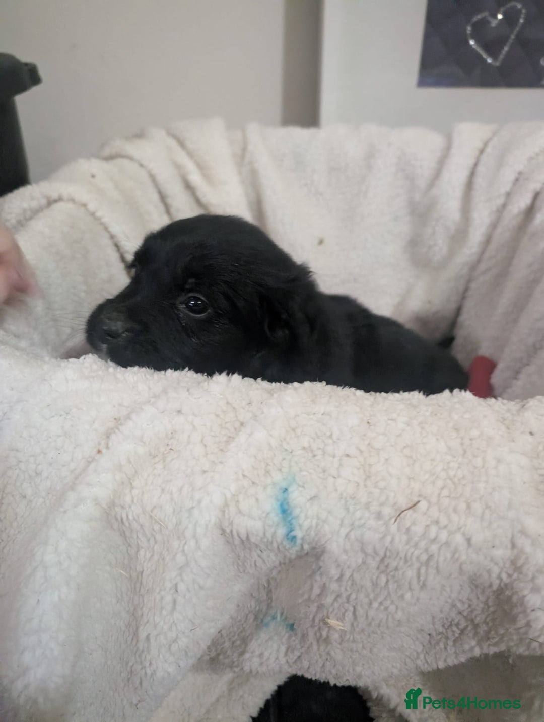 Mixed Breed dogs for sale:  berneses moutain dog x golden retriever - Advert 9