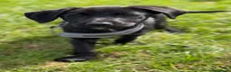 Borador dogs for sale: lab cross collie  in Dudley - Advert 3