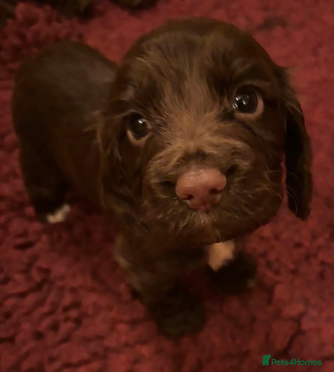 Cocker Spaniel dogs for sale: Chocolate Working Cocker Spaniel puppies - Advert 12