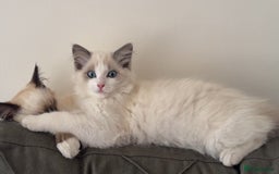 Ragdoll cats for sale: ragdoll girl & boy *beautiful* not related - Image 2