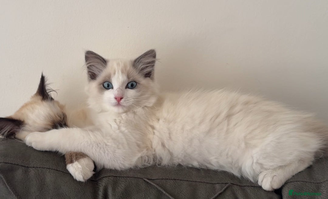 Ragdoll cats for sale: ragdoll girl & boy *beautiful* not related - Image 2