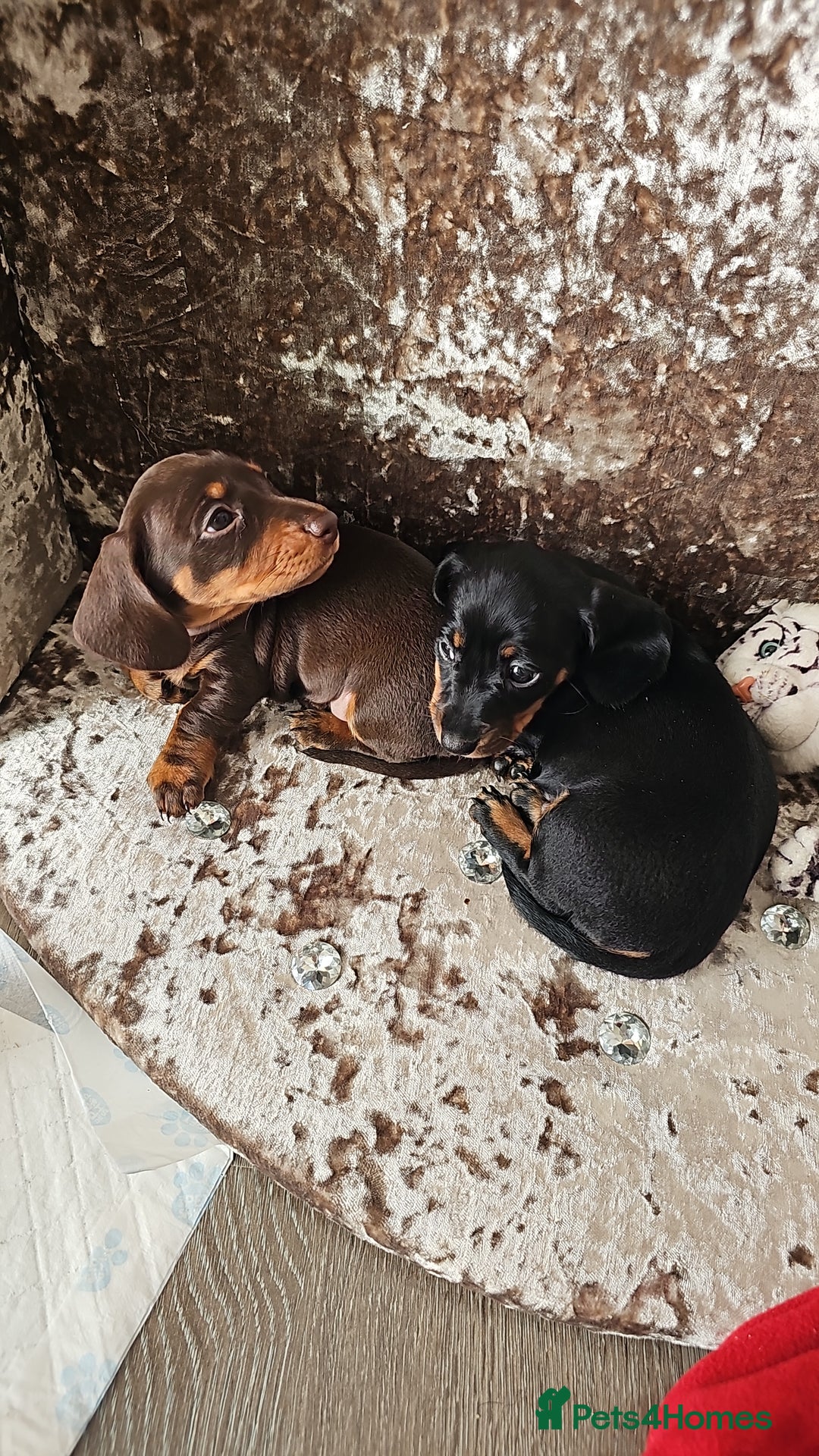 Miniature Dachshund dogs for sale: Puppy 1 boy Black & Tan  - Image 5