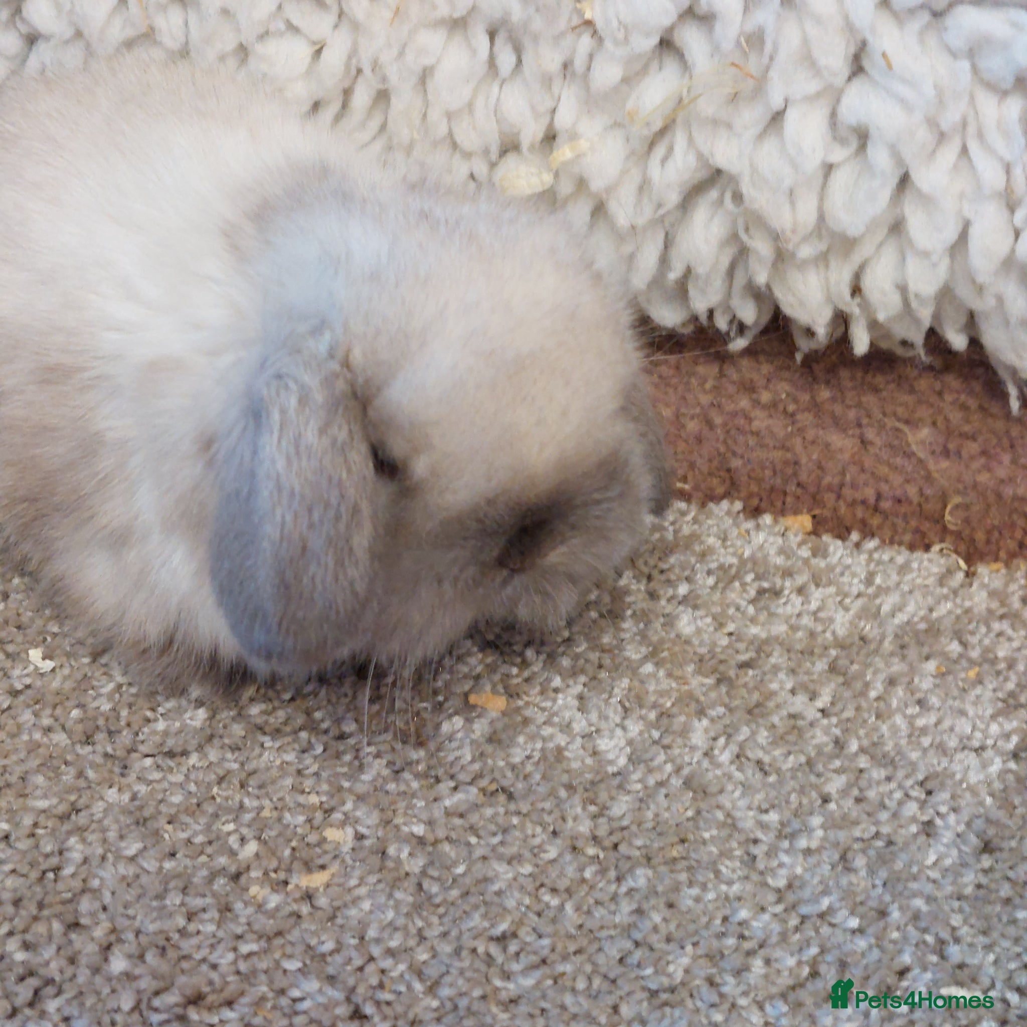 Mini Lop rabbits Beautifull minilop babys ready to reserve  - Advert 16