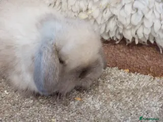 Mini Lop rabbits Beautifull minilop babys ready to reserve - Advert 16