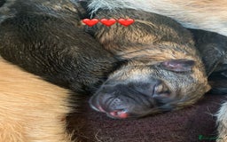 German Shepherd dogs for sale: German shepherd puppies - Image 1