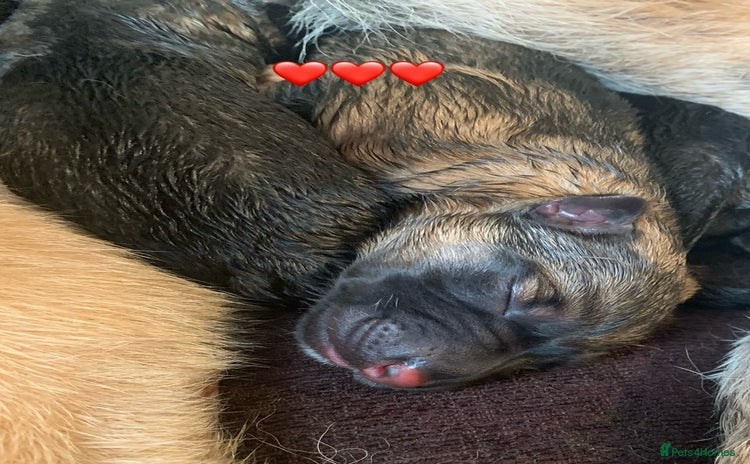 German Shepherd dogs - Advert 4