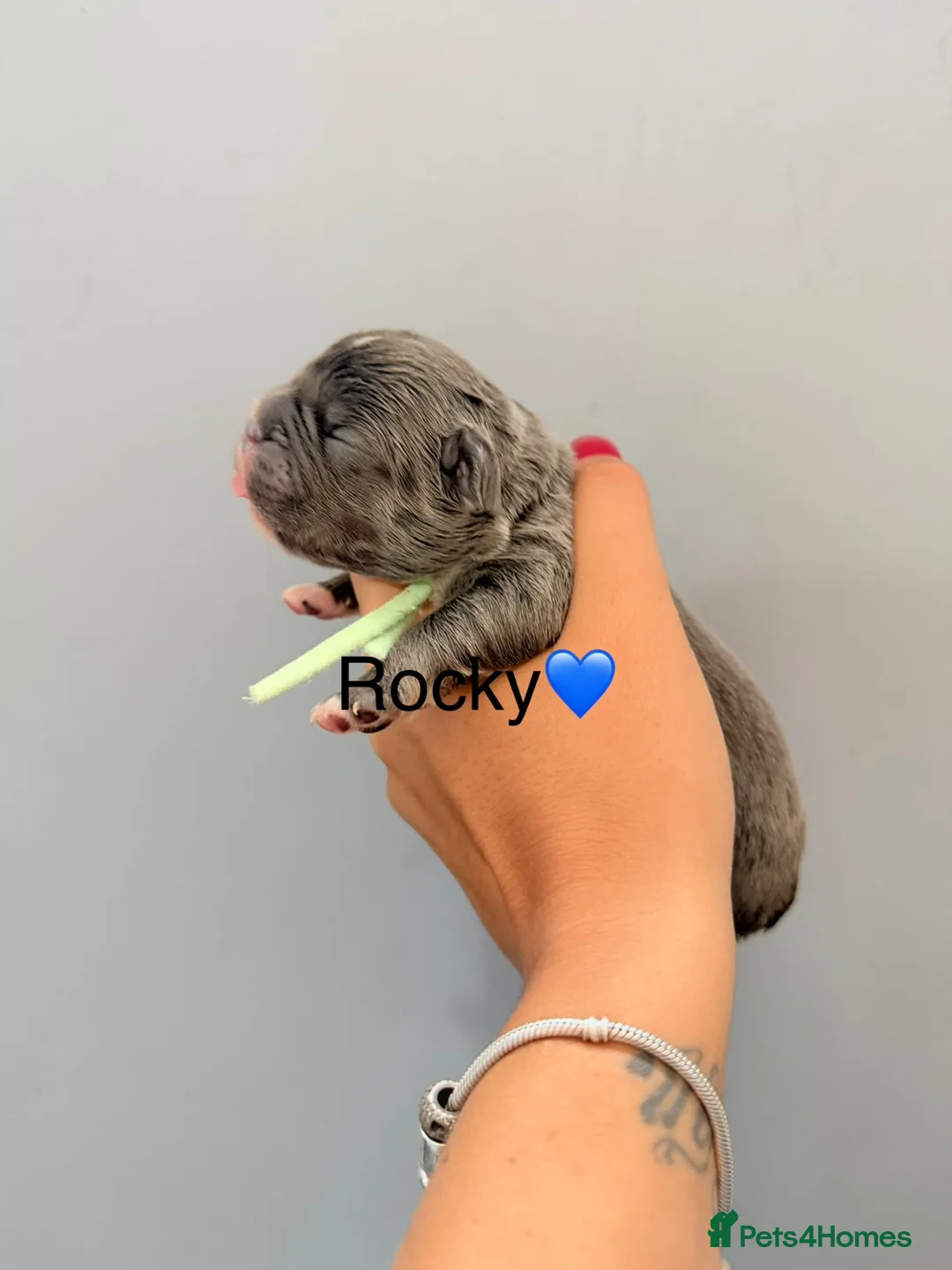 French Bulldog dogs for sale: KC registered frenchbulldogs - Advert 11