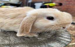 Netherland Dwarf rabbits for sale: Rare Colour purebred Netherland Dwarf  - Image 7
