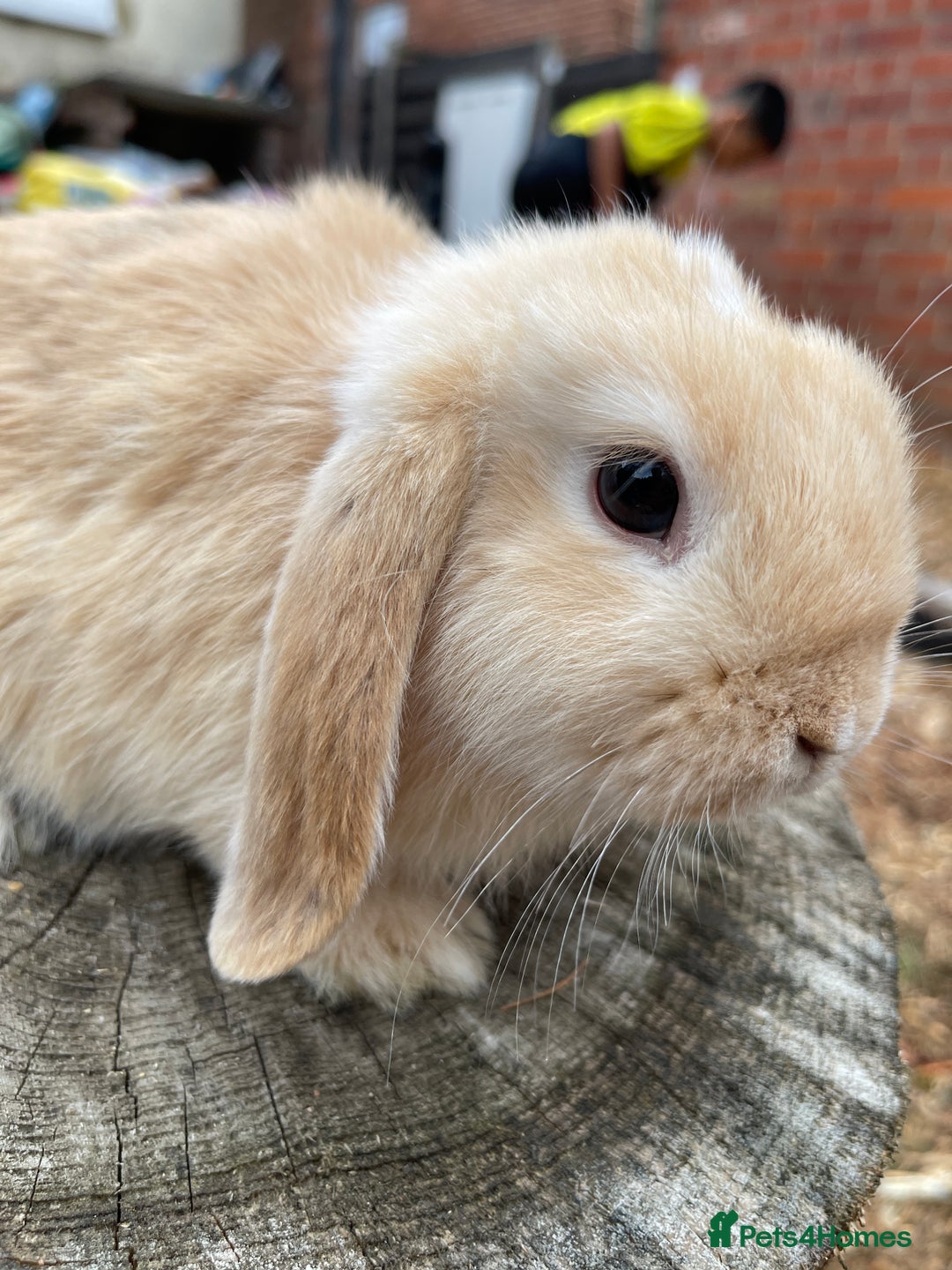 Netherland Dwarf rabbits for sale: Rare Colour purebred Netherland Dwarf  - Image 7