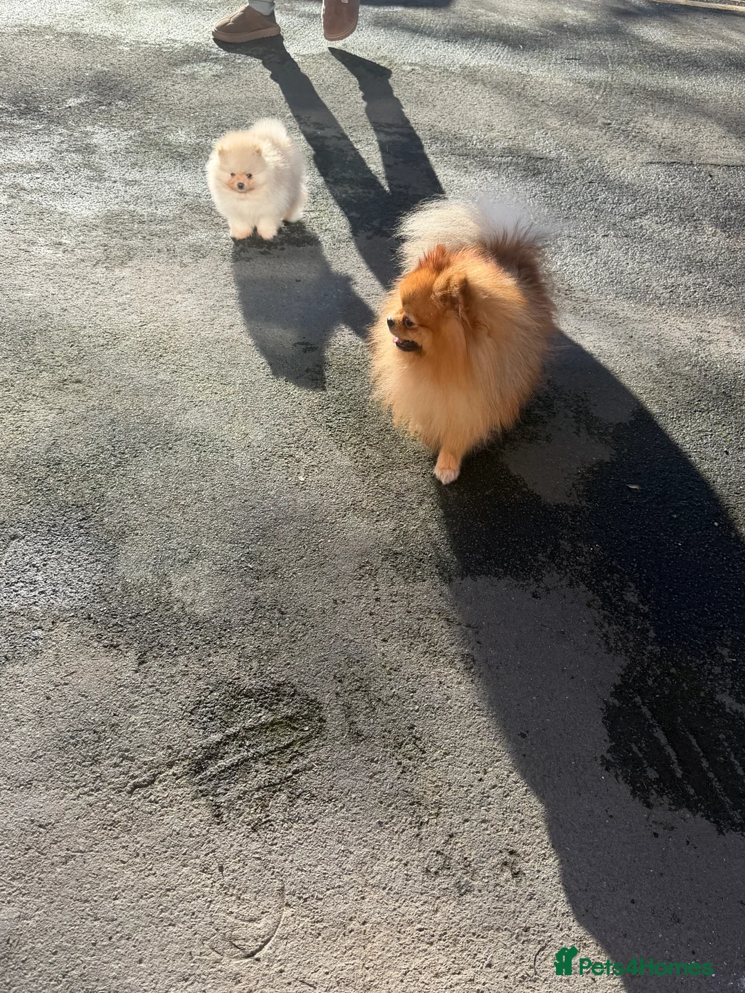 Pomeranian dogs for sale: Beautiful Purebred Pomeranian Puppies - Advert 9