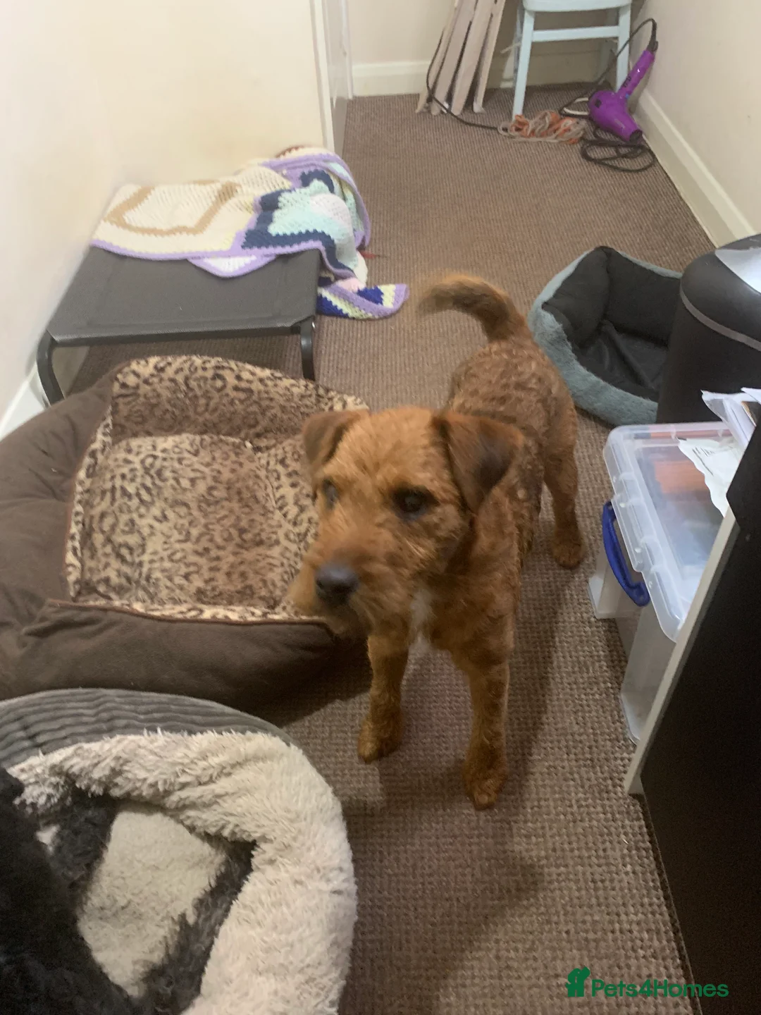Lakeland Terrier dogs for sale: Lakeland terrier dog puppy - Advert 2