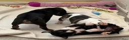 English Bull Terrier dogs for sale: Stunning English bull terrier puppies  - Advert 10