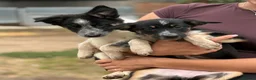 Border Collie dogs for sale: Pedigree border collie puppies  - Advert 21