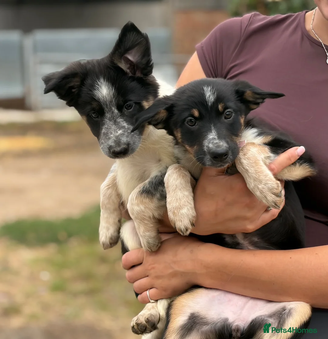 Border Collie dogs for sale: Pedigree border collie puppies  - Advert 21