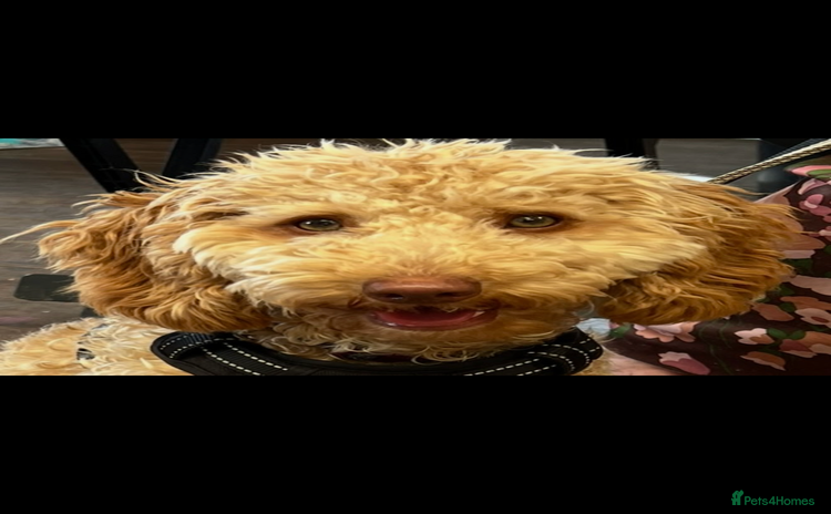 Cockapoo dogs - Advert 1