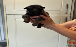 German Shepherd dogs for sale: 11 Cute German Shepherds!  - Image 30