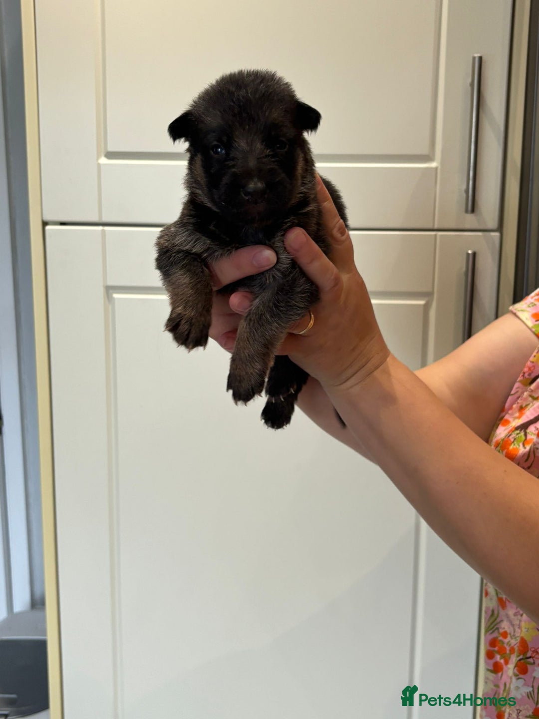 German Shepherd dogs for sale: 11 Cute German Shepherds!  - Image 30