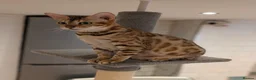Bengal cats for sale: Beautiful Retired Female Bengal - Advert 4