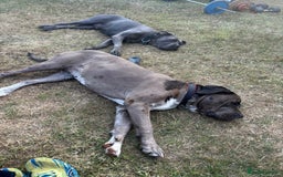 Mixed Breed dogs for sale: Maeve! 3 year old Mastiff - Image 6