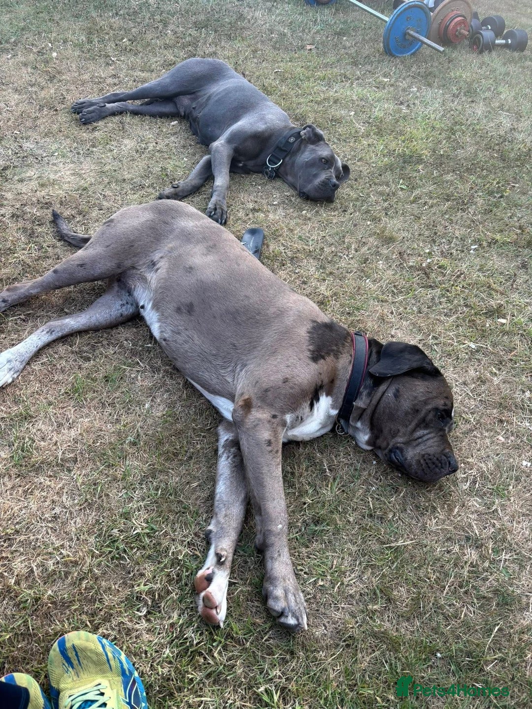 Mixed Breed dogs for sale: Maeve! 3 year old Mastiff - Image 6