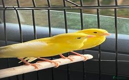 Canaries birds for sale: Pair of canaries - Image 1