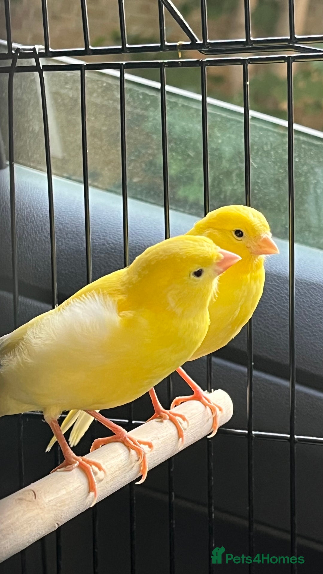 Canaries birds for sale: Pair of canaries - Image 1